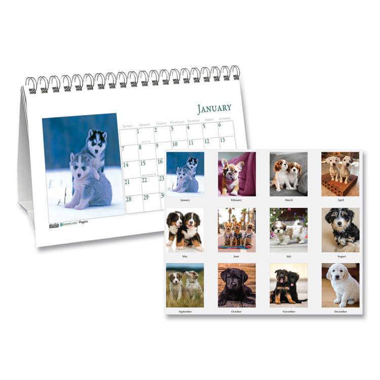 Earthscapes Recycled Desk Tent Monthly Calendar, Puppies Photography, 8.5 x 4.5, White Sheets, 12-Month (Jan to Dec): 2025